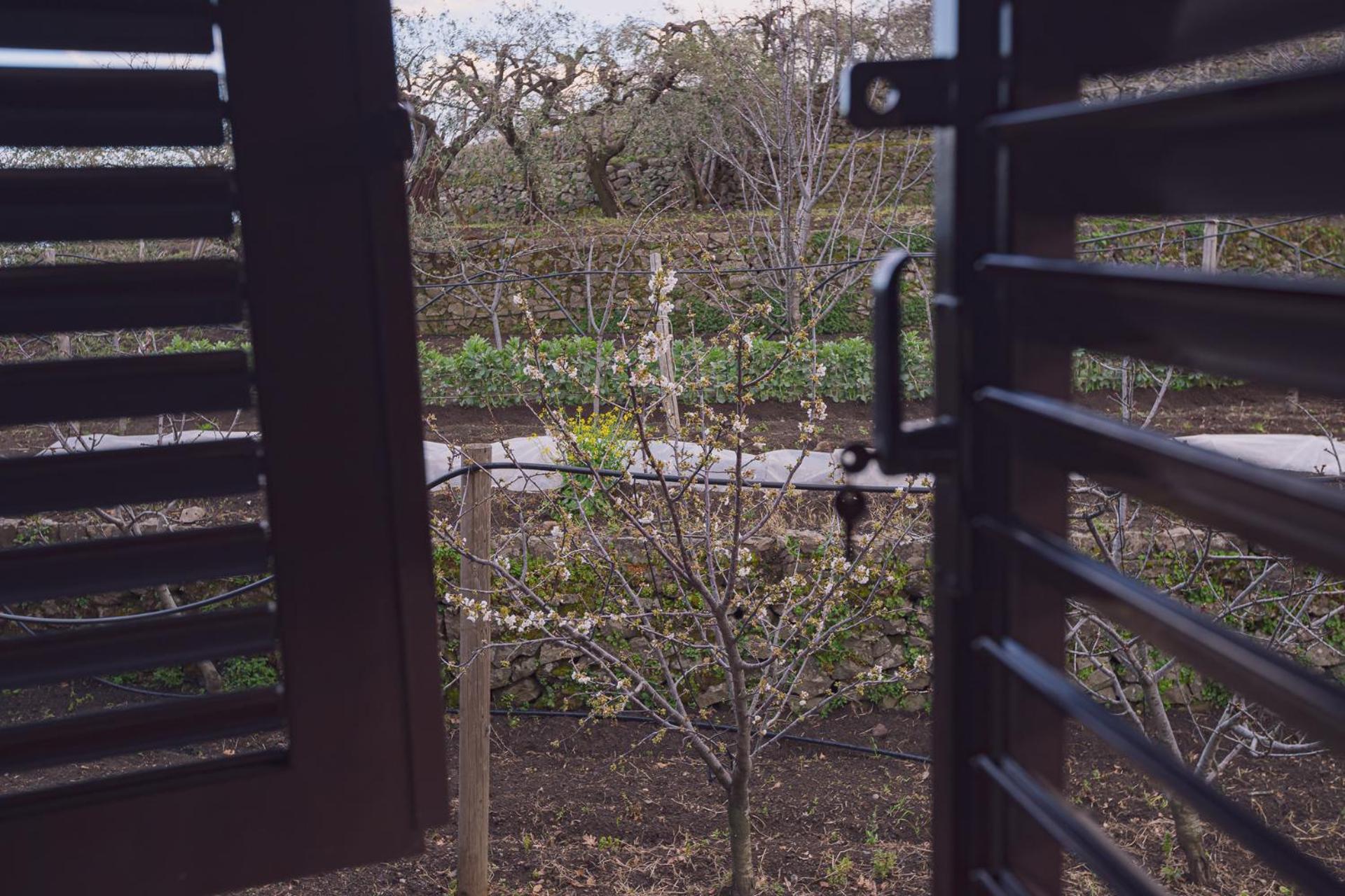 La Gelsomina - Etna Farm stay